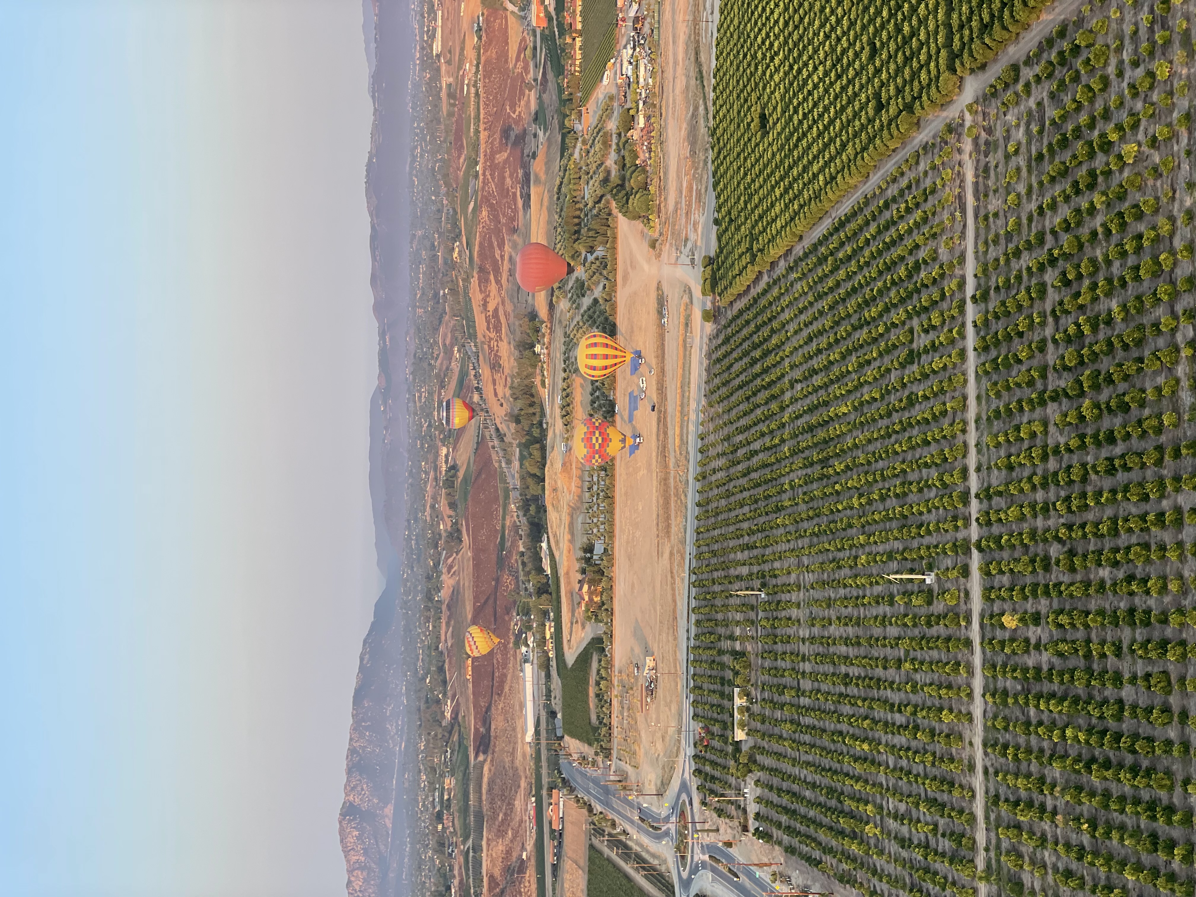 Hot air balloons drifting over golden vineyard valleys